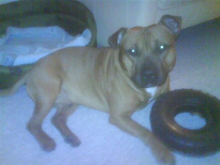 Staffordshire bull terrier Rocky billede 2