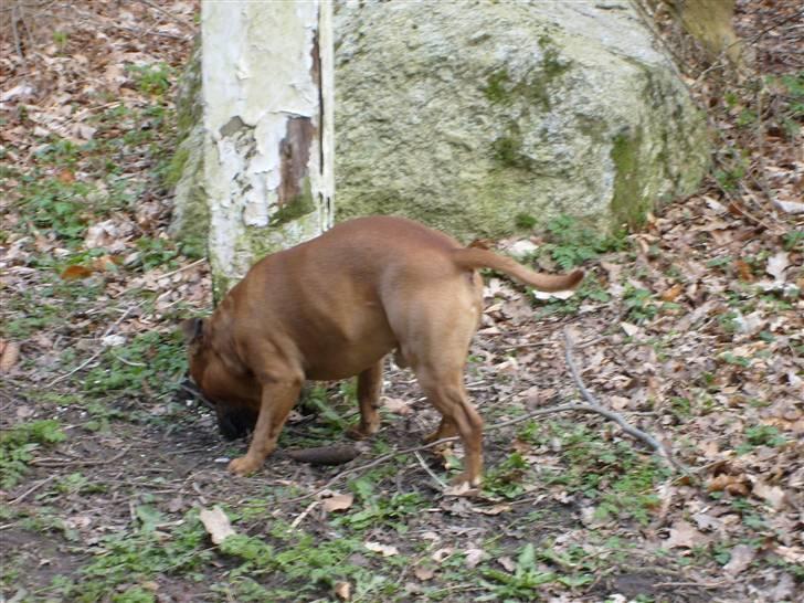 Staffordshire bull terrier Rocky billede 4