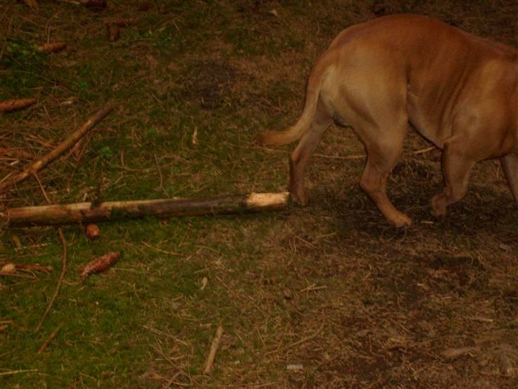 Staffordshire bull terrier Rocky billede 5