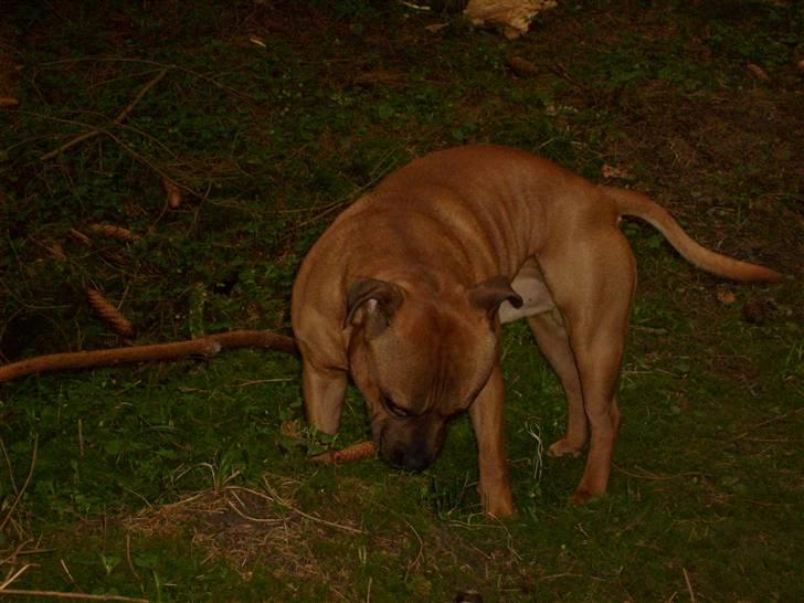 Staffordshire bull terrier Rocky billede 7