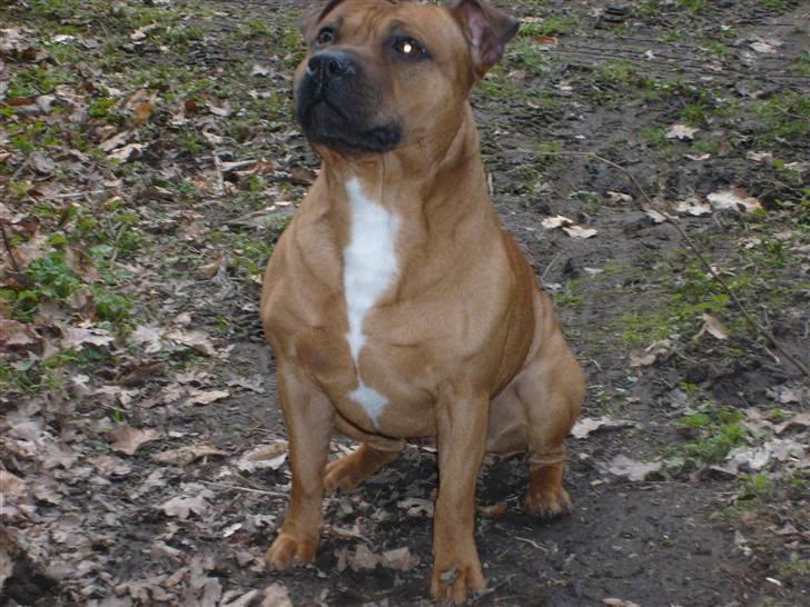 Staffordshire bull terrier Rocky billede 8