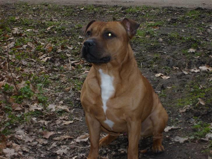 Staffordshire bull terrier Rocky billede 9