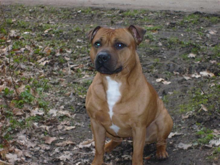 Staffordshire bull terrier Rocky billede 10