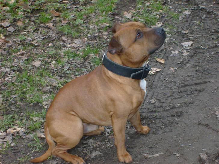 Staffordshire bull terrier Rocky billede 12