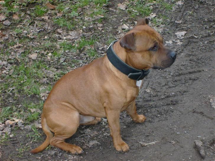 Staffordshire bull terrier Rocky billede 13