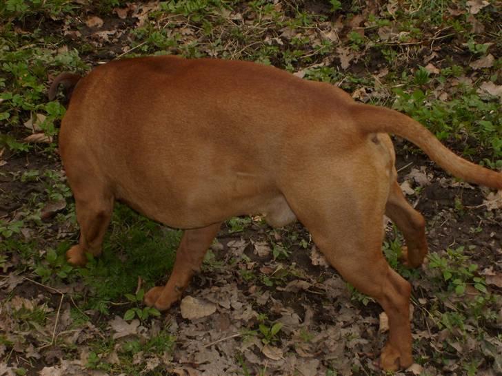 Staffordshire bull terrier Rocky billede 14