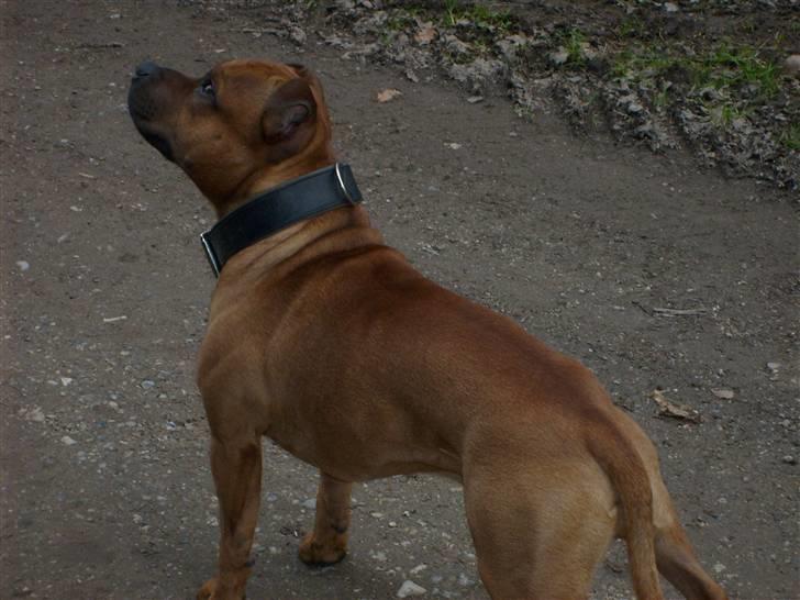 Staffordshire bull terrier Rocky billede 16