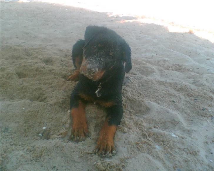 Rottweiler scago  - LIGE ET BABY BILLED, TAGET PÅ MOBILEN I SIN TID. FØRSTE GANG PÅ STRANDEN:-) billede 19