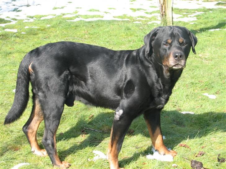 Rottweiler Bonzo R.I.P billede 10