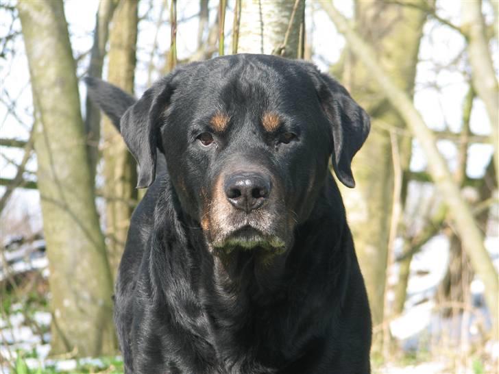 Rottweiler Bonzo R.I.P billede 11