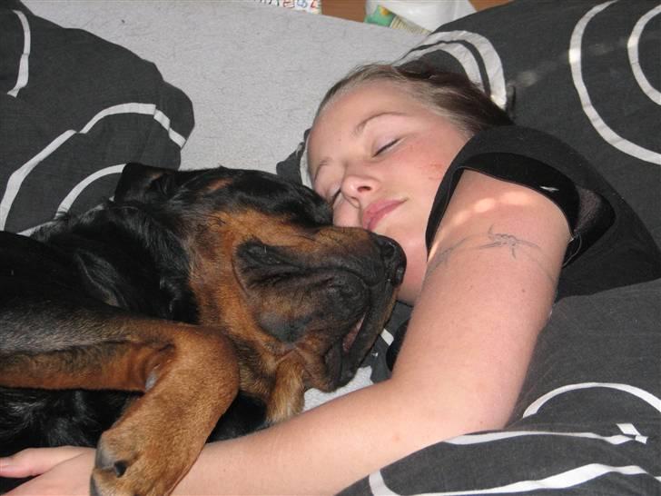 Rottweiler scago  - ELSKER at putte sammen:-) billede 20