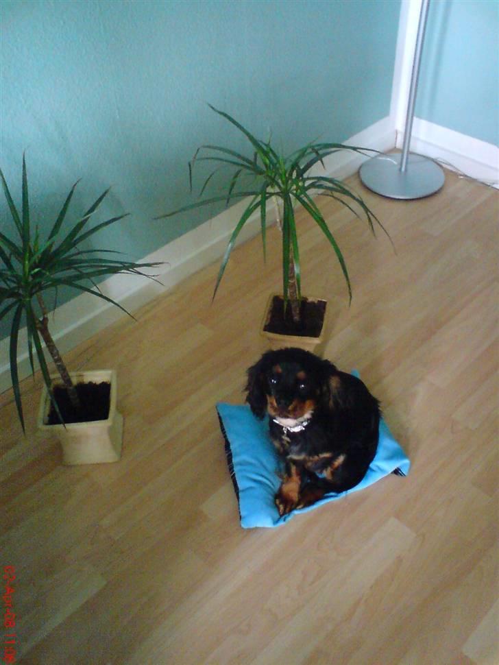 Cavalier king charles spaniel Annexgaardens´s Buller billede 5