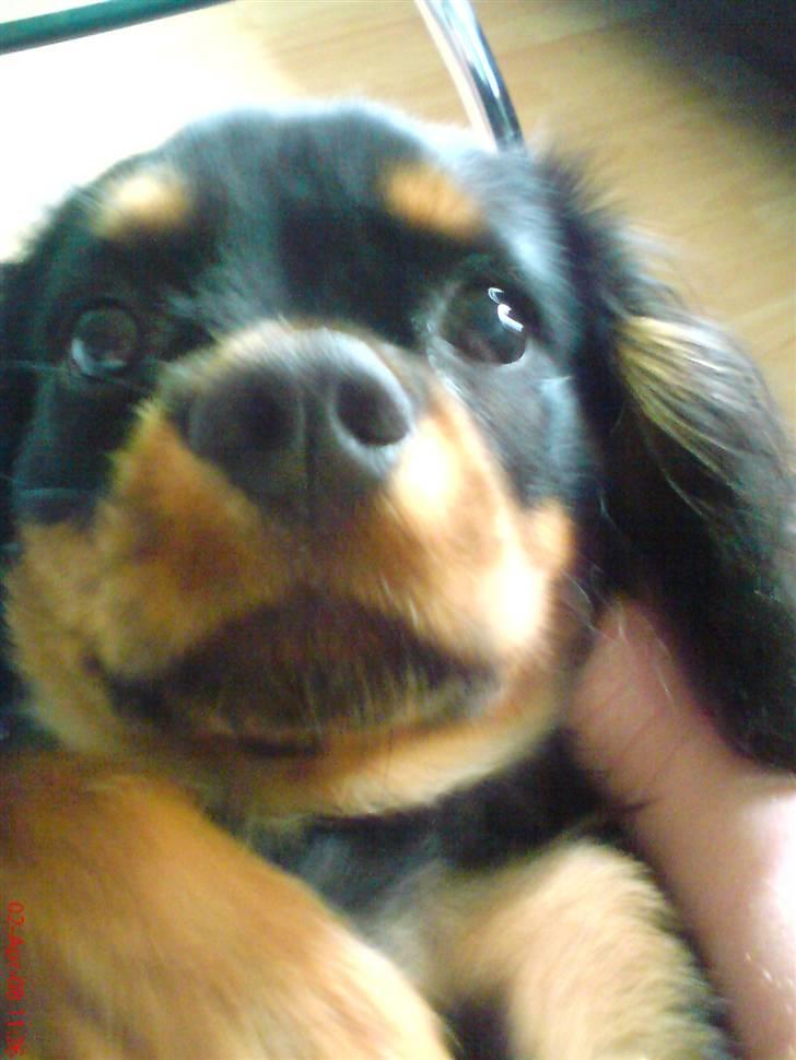 Cavalier king charles spaniel Annexgaardens´s Buller billede 6