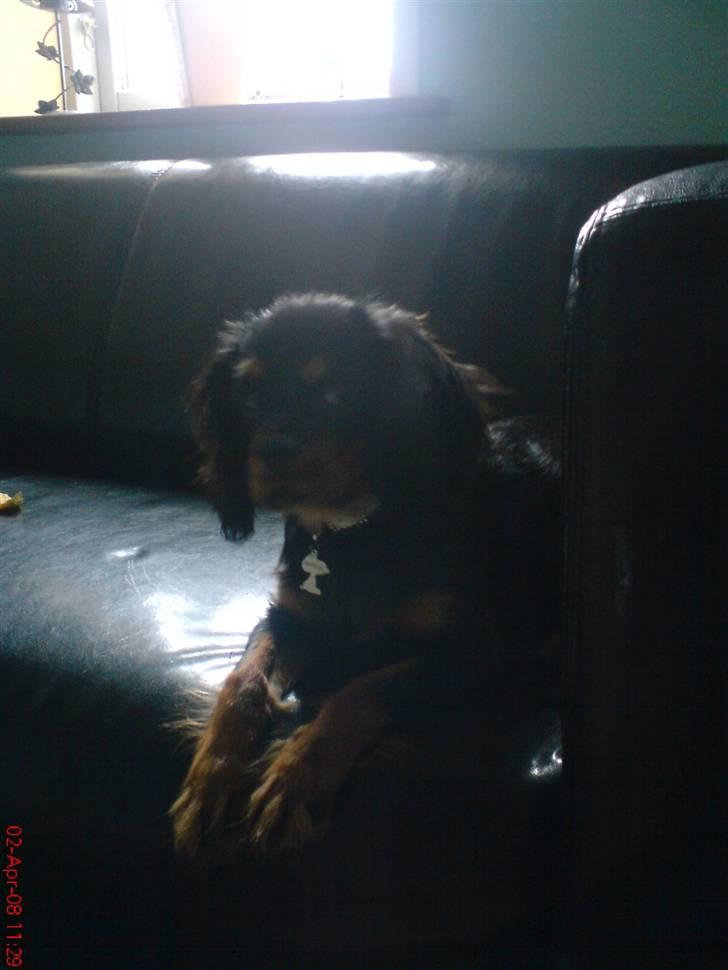 Cavalier king charles spaniel Annexgaardens´s Buller billede 7