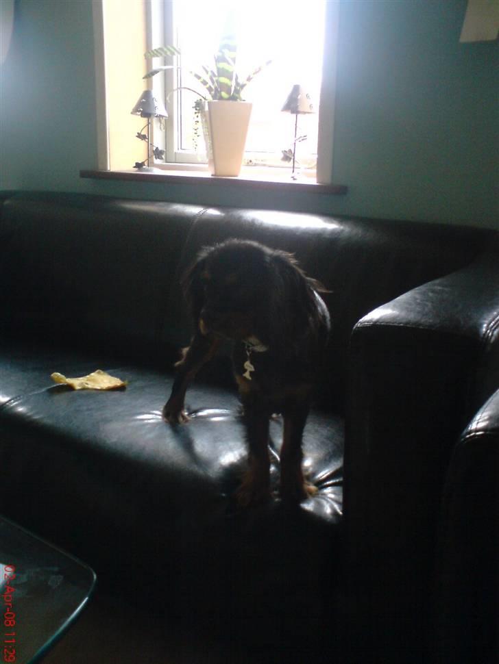 Cavalier king charles spaniel Annexgaardens´s Buller billede 8