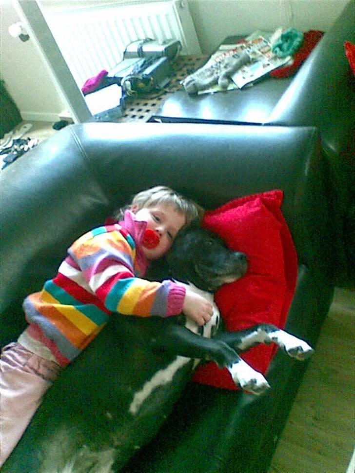 Amerikansk staffordshire terrier Chamonix - Hygge - så gør det ikke npoget man ser lidt rund ud :) :) billede 10