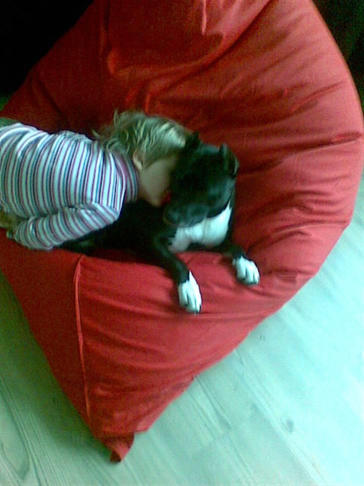 Amerikansk staffordshire terrier Chamonix - Såååå hyggeligt.. billede 11