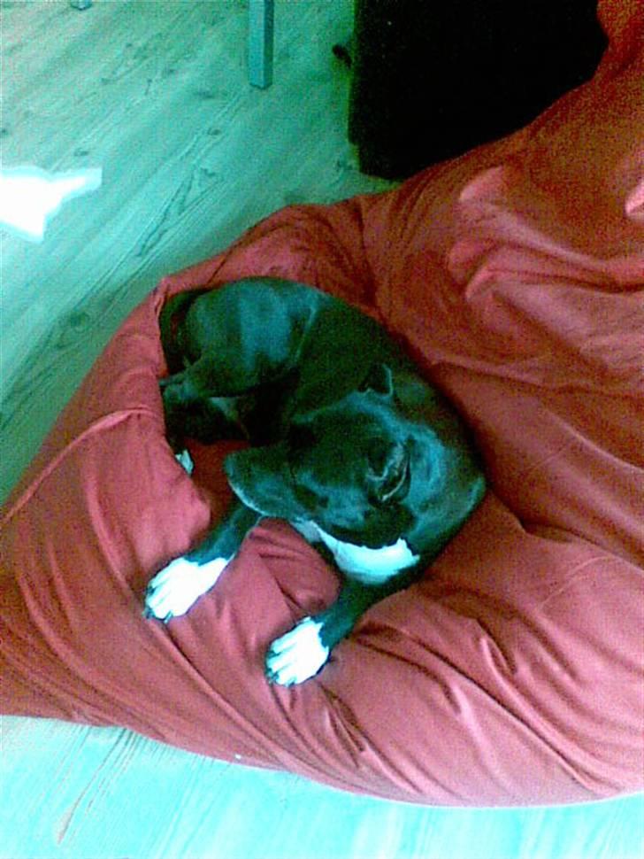 Amerikansk staffordshire terrier Chamonix - Ligger bare her og er lidt lækker.. billede 12