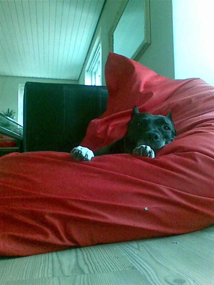 Amerikansk staffordshire terrier Chamonix - Pas på - den knald røde gummibåd...  billede 13