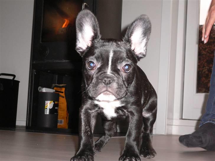 Fransk bulldog Buffy billede 9