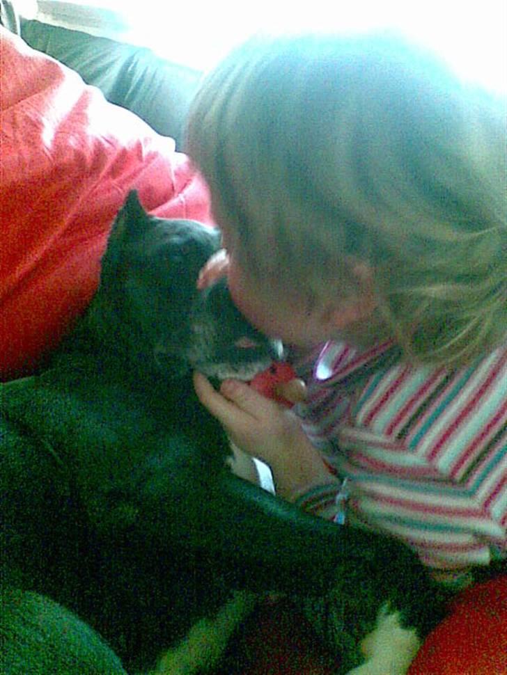 Amerikansk staffordshire terrier Chamonix - Hundemøs... billede 14