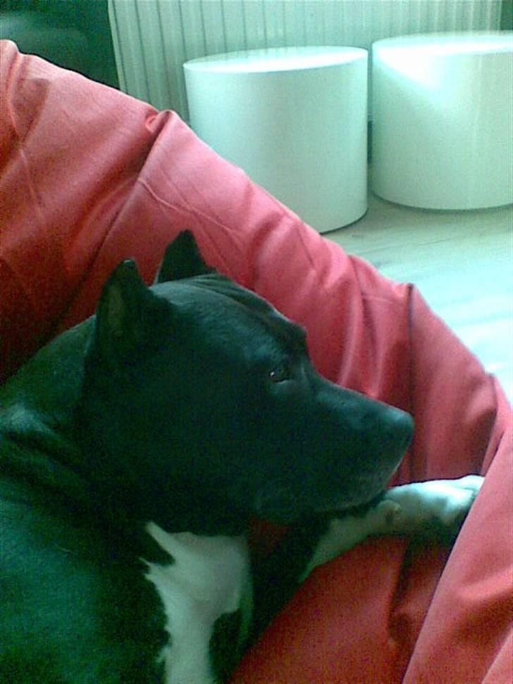 Amerikansk staffordshire terrier Chamonix - Dejlig invistering - den pude her.. Aahhhhhhhh billede 15