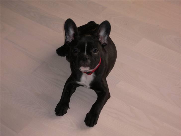 Fransk bulldog Buffy billede 10