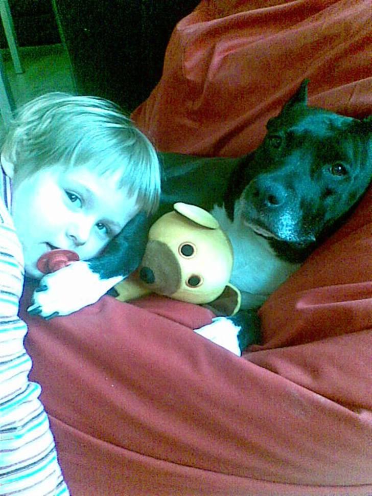 Amerikansk staffordshire terrier Chamonix - Ok, så et sidste billede.. Vi leger - smut så med det kamera... billede 16