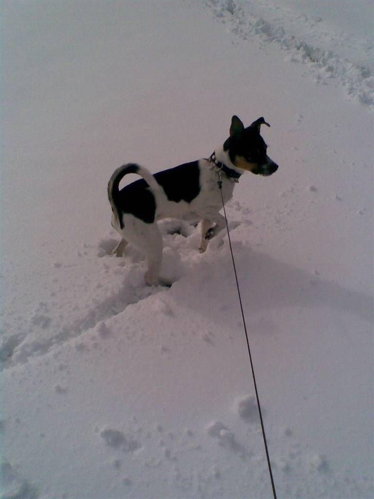 Dansk svensk gaardhund walter - WALTER I SNE billede 9