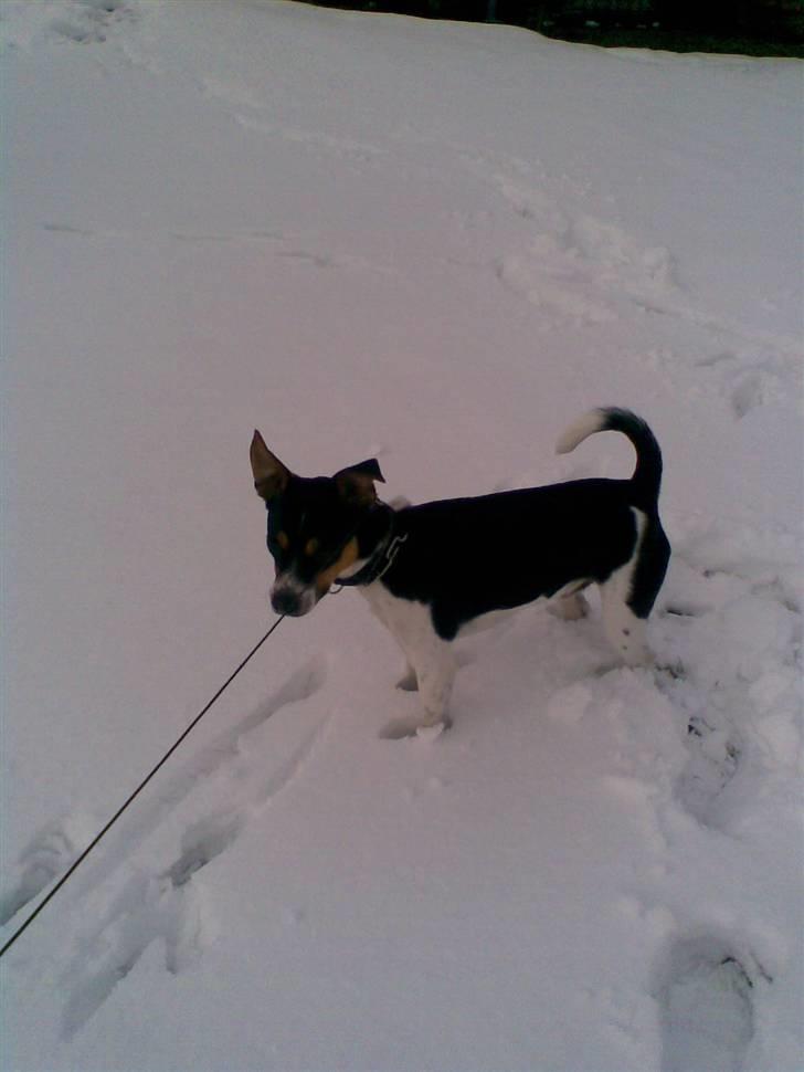 Dansk svensk gaardhund walter - WALTER I SNEN billede 10