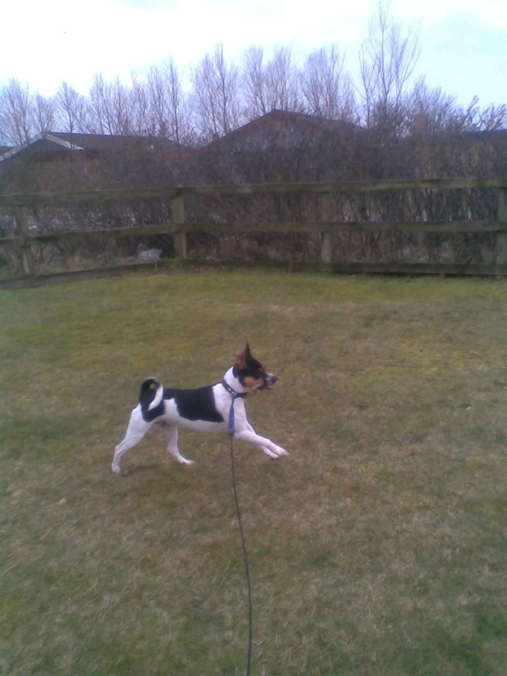 Dansk svensk gaardhund walter - WALTER  I FULD  FART billede 11