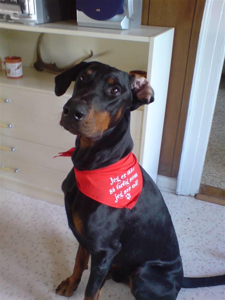 Dobermann Rocco R.I.P. -2008 - Rocco, min højt elskede dreng... sååå fin med tørklæde... <3 <3 <3 <3 <3 <3 <3 <3 <3 <3 billede 1