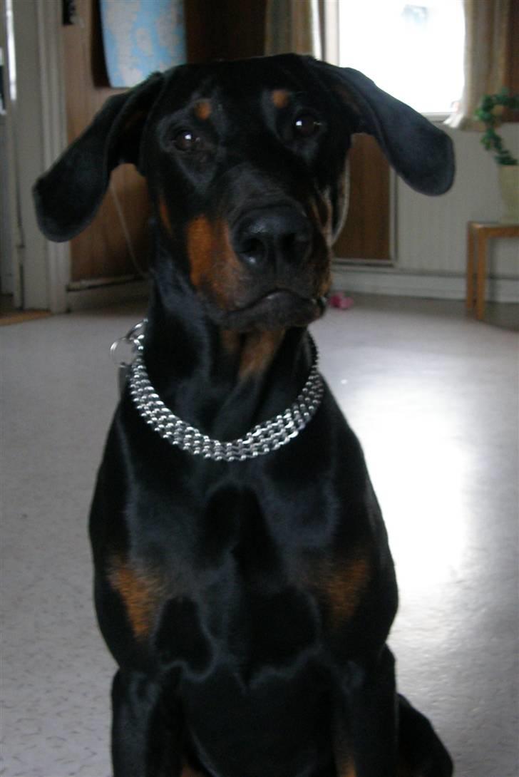 Dobermann Rocco R.I.P. -2008 - se hvor stolt jeg ser ud... :) billede 2