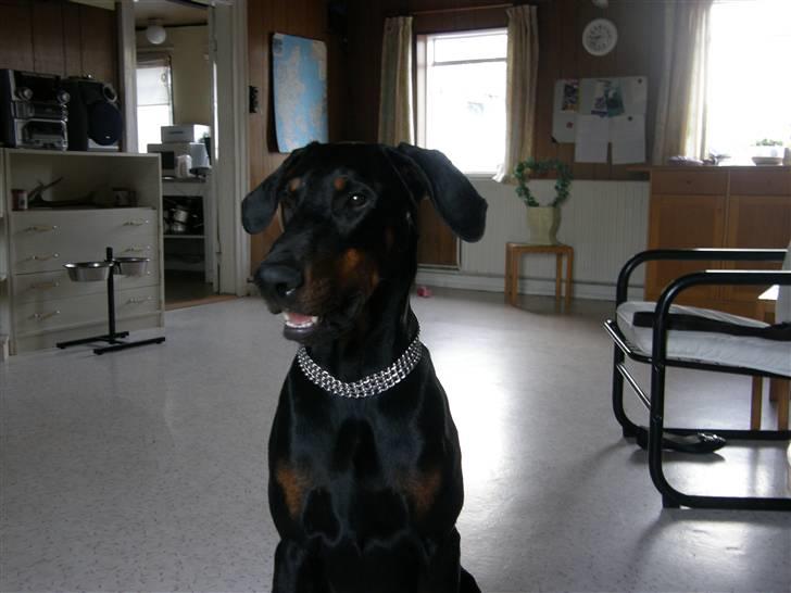 Dobermann Rocco R.I.P. -2008 billede 3