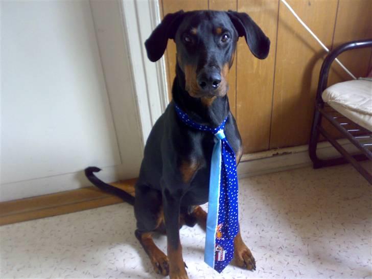 Dobermann Rocco R.I.P. -2008 - Rocco skatten, med hans elskede juleslips.... :P -han var helt vildt med den... eller indtil den begyndte at spille en melodi ved at han trådte på den... og derefter, jah... så skulle den da bare dø... hihi billede 4