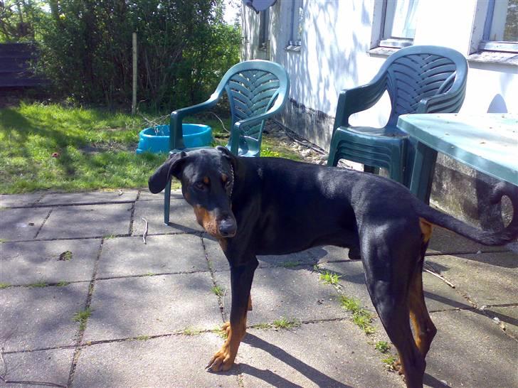 Dobermann Rocco R.I.P. -2008 billede 5