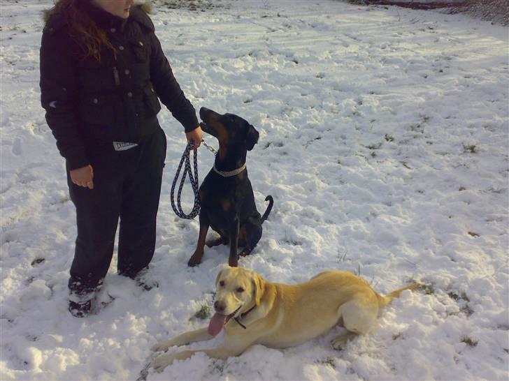 Dobermann Rocco R.I.P. -2008 - så er vi lige kommet til mit nye hjem, efter en laaang køretur... billede 6