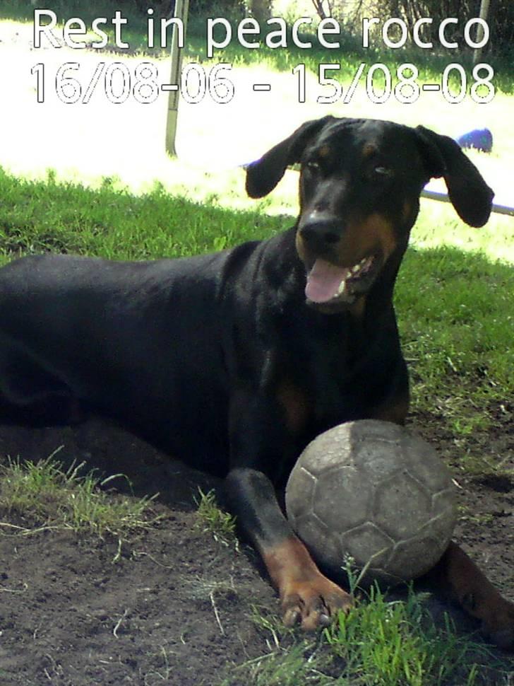 Dobermann Rocco R.I.P. -2008 - Rocco... du var så fin... så højt elsket.. du vil ALDRIG blive glemt!!!!!! <3<3<3 miss U every day!! billede 7