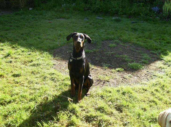 Dobermann Rocco R.I.P. -2008 billede 8