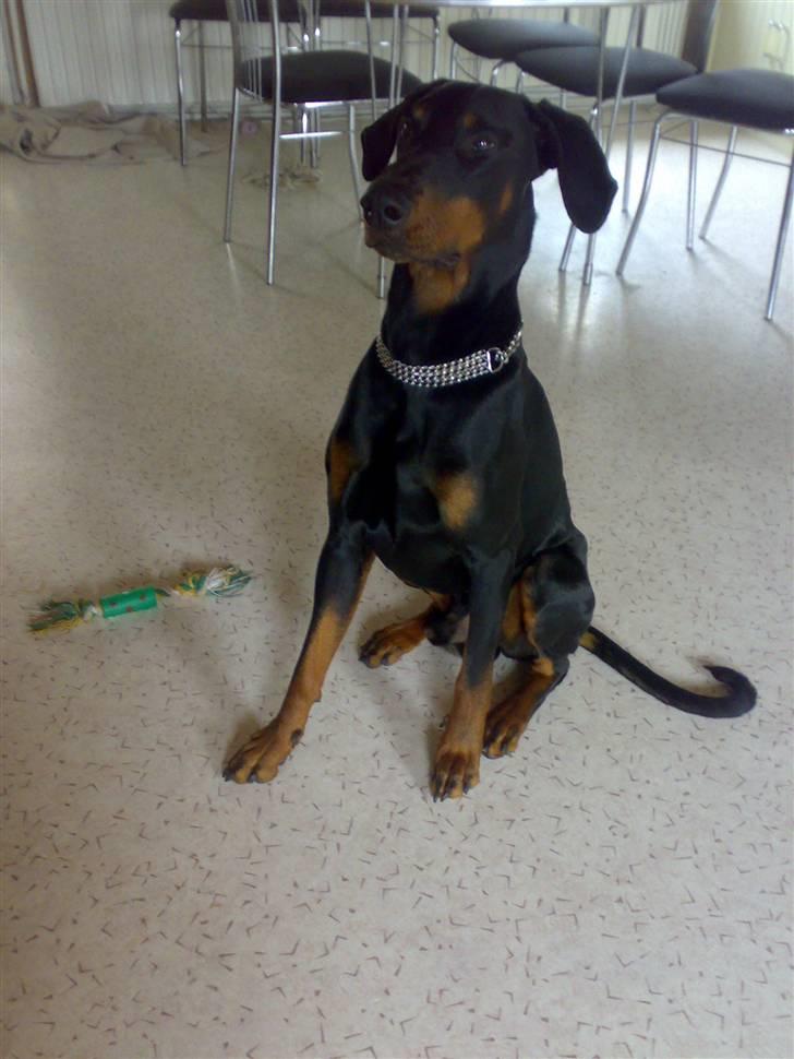Dobermann Rocco R.I.P. -2008 billede 9