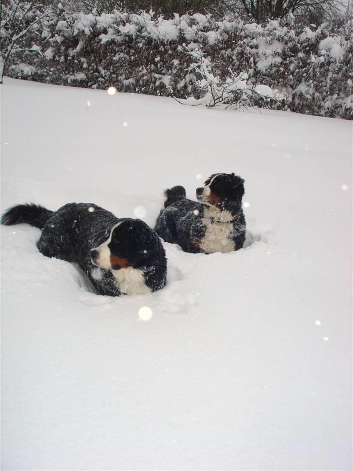 Berner sennenhund KAHLUA billede 16