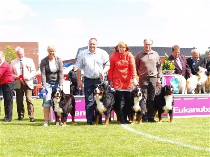 Berner sennenhund KAHLUA - Wraaarrhh i fuld fart billede 17