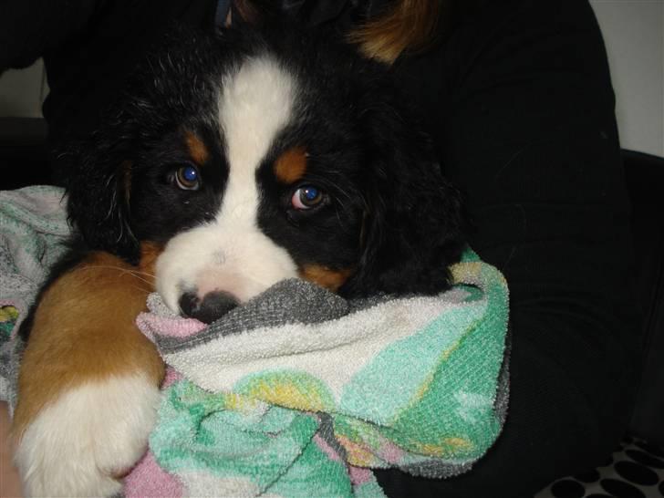 Berner sennenhund KAHLUA billede 18