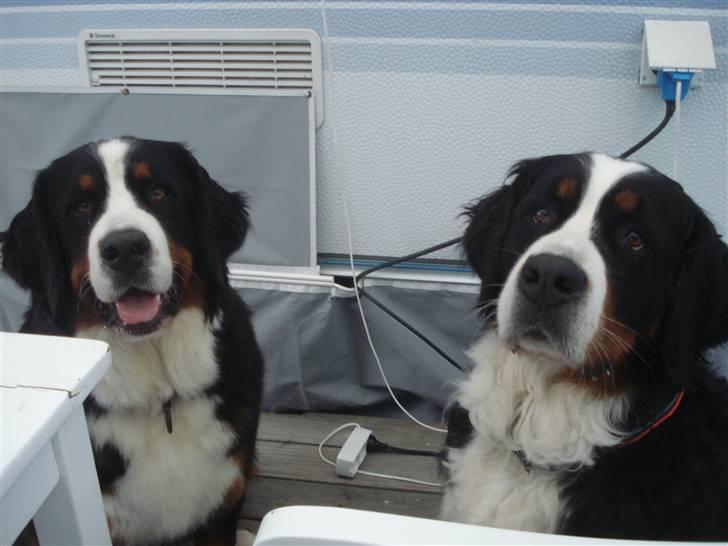 Berner sennenhund KAHLUA - Mor og datter (Kahlua til venstre) billede 19