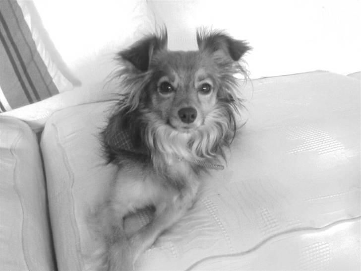 Blanding af racer Baloo billede 1