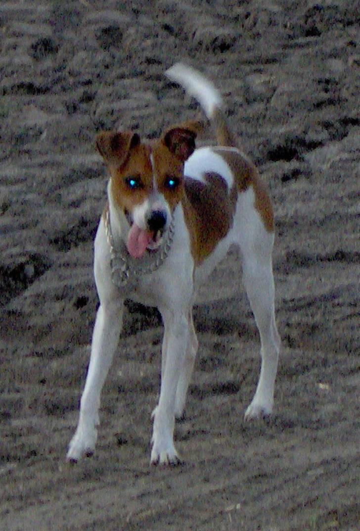 Dansk svensk gaardhund Bølle - Det er sørme hårdt sådan at løbe rund i mudderet. billede 3