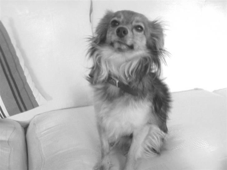 Blanding af racer Baloo billede 2