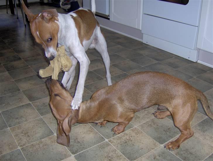 Dansk svensk gaardhund Bølle - Bølle og naboens hund Futte leger med bamsen. billede 9