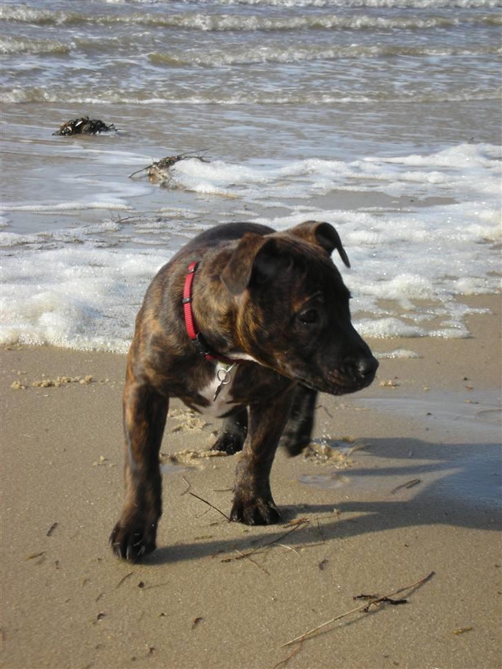 Staffordshire bull terrier LIVA billede 18