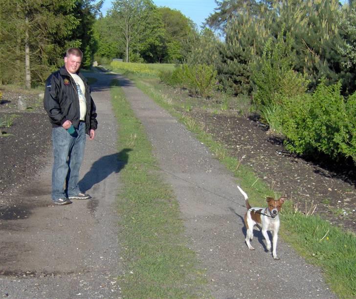 Dansk svensk gaardhund Bølle - Dejligt vejr at gå tur i, hva? billede 10